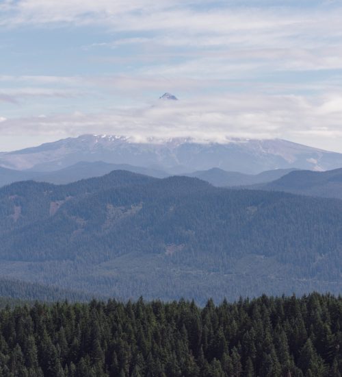 Vertical shot of a foggy mountainous scenery full of trees of the same height A vertical shot of a foggy mountainous scenery full of trees of the same height